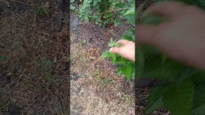 Немного о нашей ежевике, ремонтантные сорта!