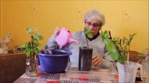 Посадка укоренённых черенков винограда.