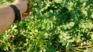 Именно поэтому САРПО МИРА не выращивают в промышленны