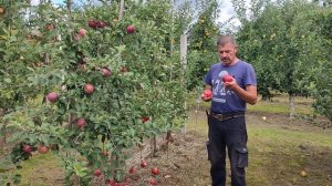 Сорт яблони Джерси Мак в 2024г.