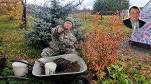 Как рассадить кедры по горшкам... #кедр_от_А_до_Я #сибирс