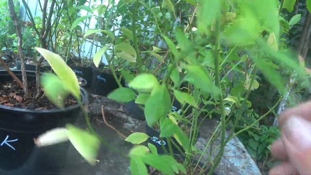 Голубика особенности сортов смотреть онлайн