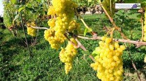 🔴🇺🇦Виноград Геліодор