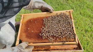 Маленький рой пчел. Осмотр через неделю. #пчеловодство