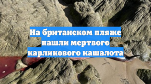 На британском пляже нашли мертвого карликового кашалота