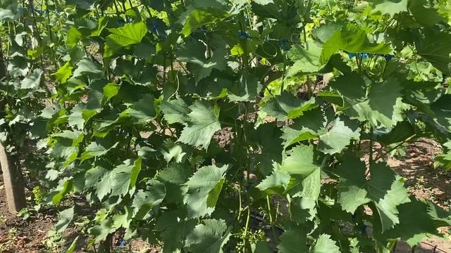 А может, действительно не пасынковать виноград? Или ст смотреть онлайн