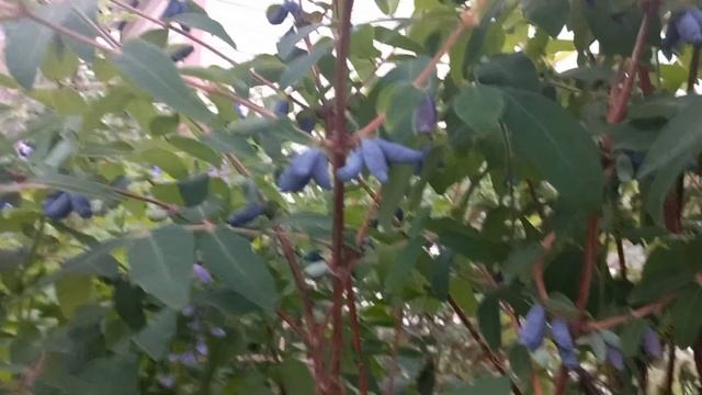 Жимолость.Полезные свойства кратко. смотреть онлайн