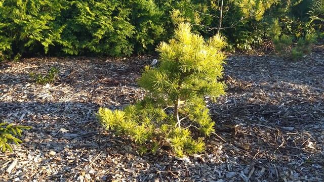 СОСНА "ТРОЛГУЛД" I Золотая коллекция уникальных растен смотреть онлайн