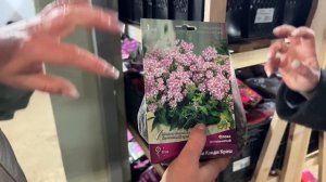 Пионы, ирисы, лилии, флоксы. Лучшие сочетания в цветник