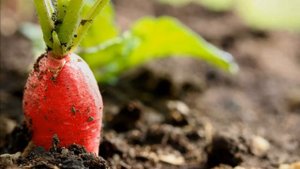 Срочно пора садить редис. Вкусная осенняя редиска