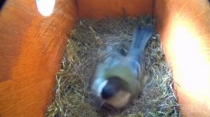 СДЕЛАЛ ДОМИК ДЛЯ ПТИЦ С КАМЕРОЙ НАБЛЮДЕНИЯ ВНУТРИ