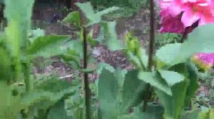 Георгин Багама Мама