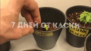 Растим в кокосе ) выращивание марихуаны, конопли ( СТЕЛ