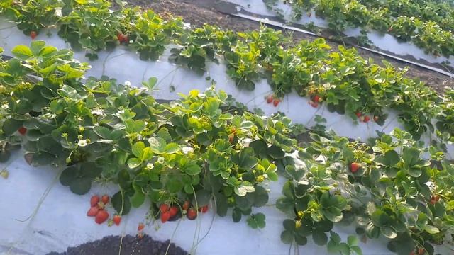 сорт Мурано на белой и на черной пленке смотреть онлайн