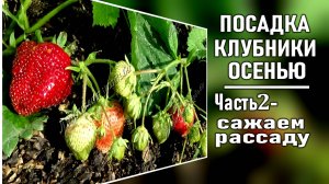 Как сажать клубнику осенью ЧАСТЬ 2 . Сажаем клубнику на подготовленную грядку