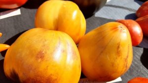 Самые урожайность сорта томатов 2024г.