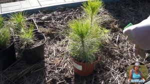 Саженцы  сосны юньнаньской спустя семь месяцев