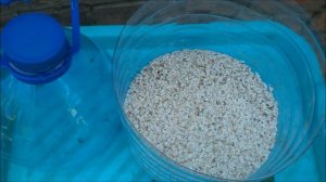 Укоренение граната черенком. Самый быстрый способ.