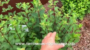 Метельчатая гортензия Самарская Лидия, или Rensam(Framboisine)