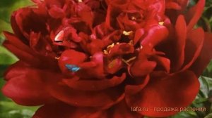 Пион травянистый Маэстро (paeonia maestro) 🌿 пион Маэстро об?