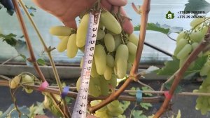 Виноградник Ярмолича Николая. Днепровский сувенир и д