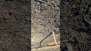 Случайно получила гибрид двух сортов топинамбура!