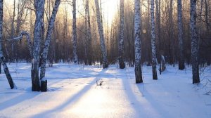 Зимняя сказка. Ледяные прозрачные хлопья падают с деревьев и светятся на солнце.