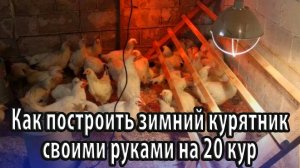 Как построить зимний курятник своими руками на 20 кур