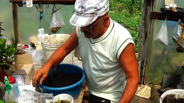 Рассада клубники фриго в летний зной: что нужно сделат смотреть онлайн