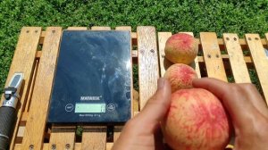 Персик Киевский Ранний