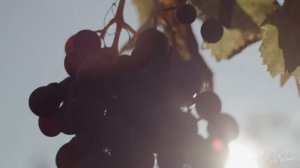 Август. Цикл 12 месяцев