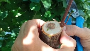 31 июля 2025 г. Прививка вишни летом за кору.