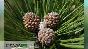 сосна крымская