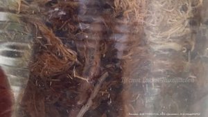 АНТУРИУМ СРОЧНОЕ СПАСЕНИЕ, даже гнилой антуриум вмиг ?