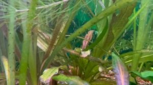 Плохо растут растения в аквариуме. Спасаю растения св?