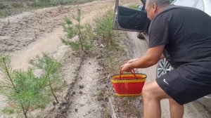 Грибы, гриБЫ, ГРИБЫ!!!/сказочный лес/Негарь/природа/Ряз?