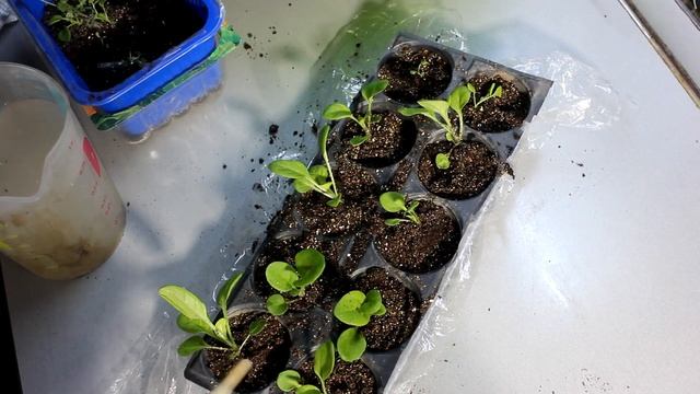 Выращиваем Виолу из Семян за 90 ДНЕЙ - Полный Мастер-кла смотреть онлайн