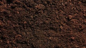 Какой нужен грунт (наполнитель) для улиток ахатин? Кок?