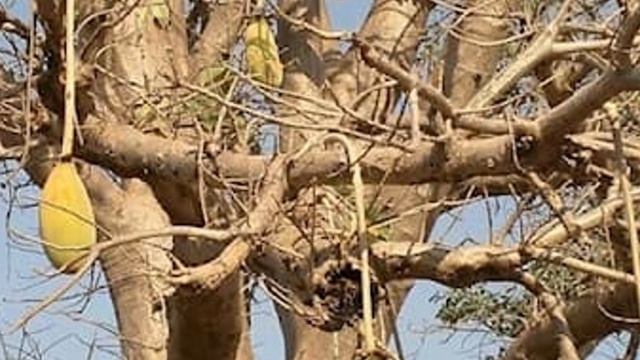 Самые необычные растения в мире смотреть онлайн