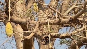 Самые необычные растения в мире