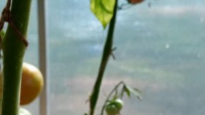 ⚫ ЖИВУ В ДЕРЕВНЕ, ВОССТАНАВЛИВАЮ СТАРЫЙ ДОМ