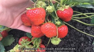 Сорта клубники