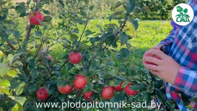 Яблоня сорт Хоней крисп (Honey crisp). Лежкость, товарный ви? смотреть онлайн