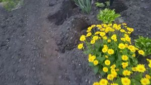 Наделили мне ЦВЕТОВ сорта ПРИМУЛА !!!  Очень Красивые!!!