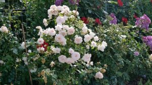 Обзор розы Бременские музыканты (Шраб) Bremer Stadtmusikanten