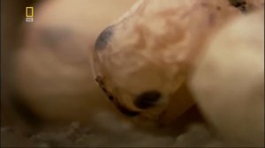 Войны насекомых. Документальные фильмы про животных 20