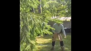 Как забраться на дерево, чтобы спилить ветку, которая ?