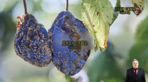 Болезни груши: как защитить урожай