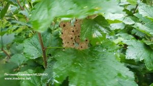 Эта смородина удивит Вас вкусом и урожаем: белая сморо