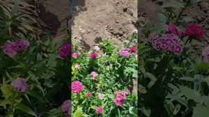 Турецкая гвоздика.